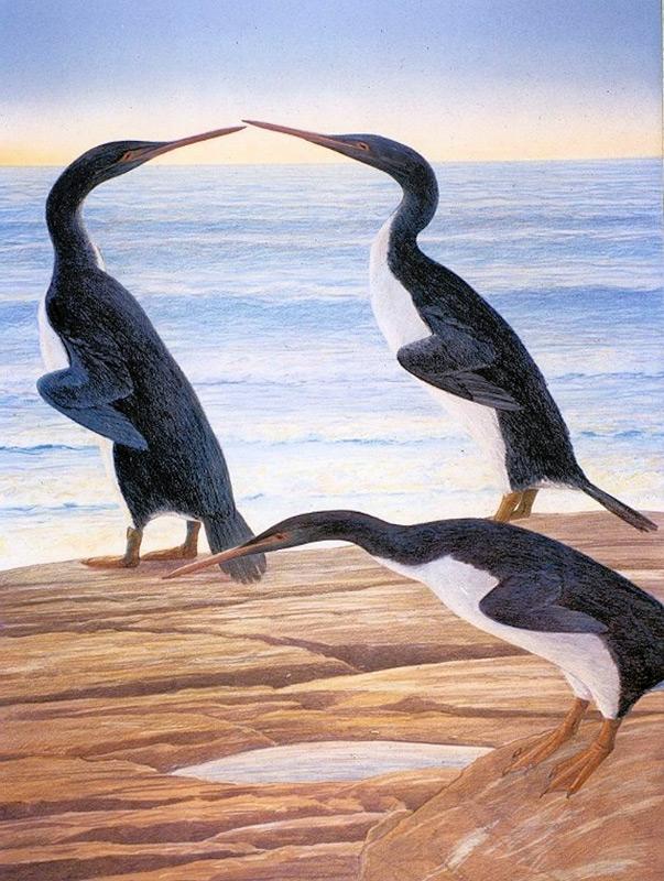 Der Waipara-Riesenpinguin im Vergleich zu einem Kaiserpinguin und einem Menschen, gezeichnet. Bild: Senckenberg