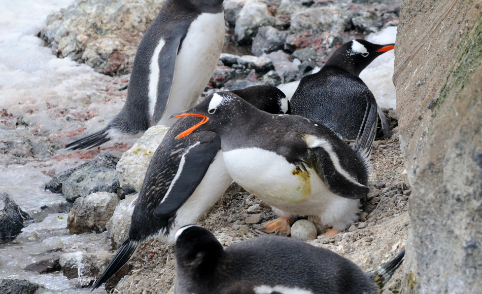 Eselspinguine in der Antarktis sind fÃ¼r ihre auffÃ¤lligen Rufe bekannt und auch fÃ¼r ihre FÃ¤higkeit, in verschiedenen Habitaten leben zu kÃ¶nnen. Doch ob diese Generalisten unter den Pinguinen unterschiedliche Rufvariationen je nach Lebensraum haben, ist bislang nicht belegt. Bild: Michael Wenger