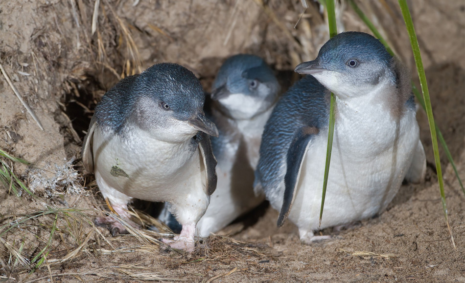 Zwergpinguine sind die kleinste Pinguinart weltweit. Ihr Lebensraum liegt in den KÃ¼stenregionen von Australien und Neuseeland, wo sie in HÃ¶hlen leben. Bild: JJ Harrison