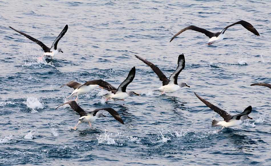 Alle Albatrosarten mÃ¼ssen ihre Nahrung auf hoher See suchen. Diese Gebiete sind am gleichen Ort wie die Fischereigebiete, wo Langleinenschlepper Schwarze Seehechte und andere teure Fischarten fangen. Trotz verschiedener Versuche enden tausende von Albatrossen an den Haken als Beifang. Bild: Michael Wenger
