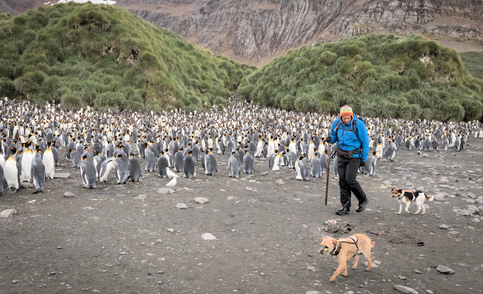 Drei Spürhunde und zwei Halterinnen suchten alle beköderten Gebiete nach Nagetieren in einer letzten Überwachungsaktion ab. Dabei legten die Halterinnen mehr als 1‘500 km und die Hunde sogar mehr als 2‘400 km zurück und erkletterten distanzmässig das Mehrfach des Mount Everest. Bild: Oli Prince