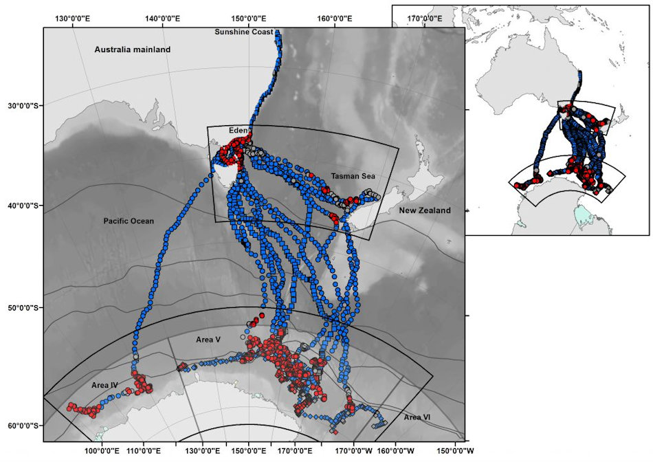 Die Karte zeigt die Routen, die von den markierten Buckelwalen eingeschlagen worden waren. Blau sind die Wanderungen, rot die Orte, an denen die Tiere gefressen hatten. Alle Buckelwale starteten ihre Wanderungen an der KÃ¼ste von Queensland. Bild: Australian Antarctic Division
