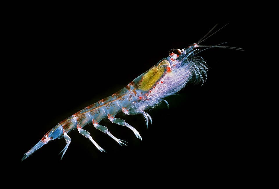 antarctic krill euphausia superba uwe kils wiki cc by sa 30