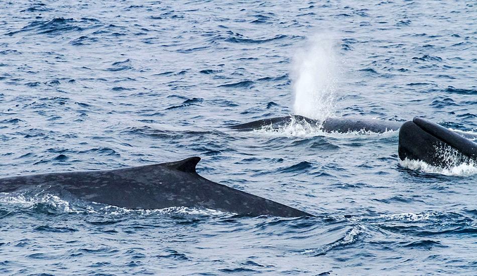 Blauwale wandern normalerweise allein durch die Meere und kommen nur beim Fressen in Gruppen vor. Photo: Paula Olson, AAD