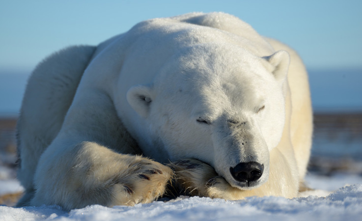 Eisbären in der kanadischen Arktis kommen vom äussersten Norden von Ellesmere Island bis ins