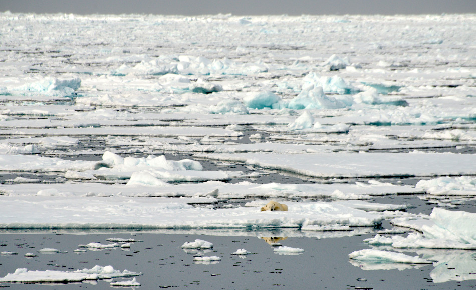 Grosse Teile des arktischen Ozeans werden jedes Jahr von neuem mit Meereis bedeckt. WÃ¤hrend aber frÃ¼her dieses Eis Bestand hatte und zu mehrjÃ¤hrigem Eis wurde, ist heutzutage das Meereis nur noch 1-jÃ¤hrig und verschwindet im Sommer. Bild: Michael Wenger