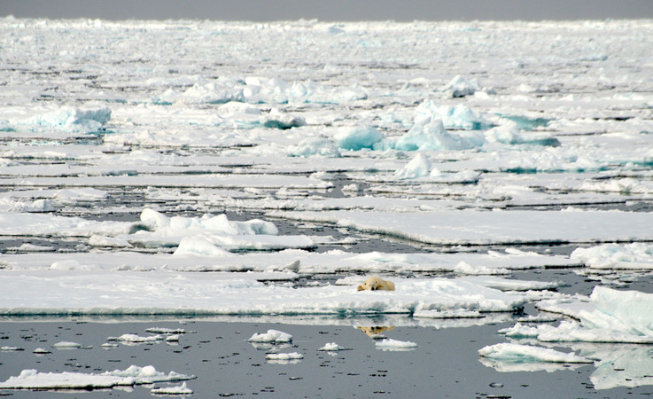Grosse Teile des arktischen Ozeans werden jedes Jahr von neuem mit Meereis bedeckt. Während aber