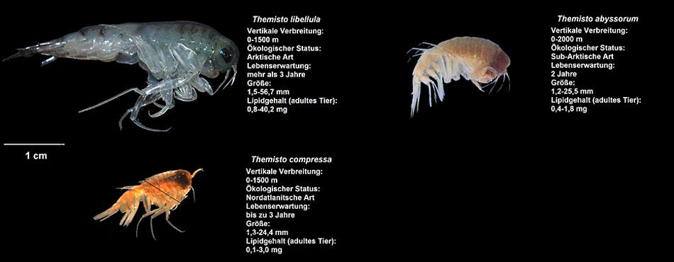 Grössenvergleich aller drei Flohkrebsarten, die im Rahmen der Studie untersucht wurden. Foto: Angelina Kraft, AWI