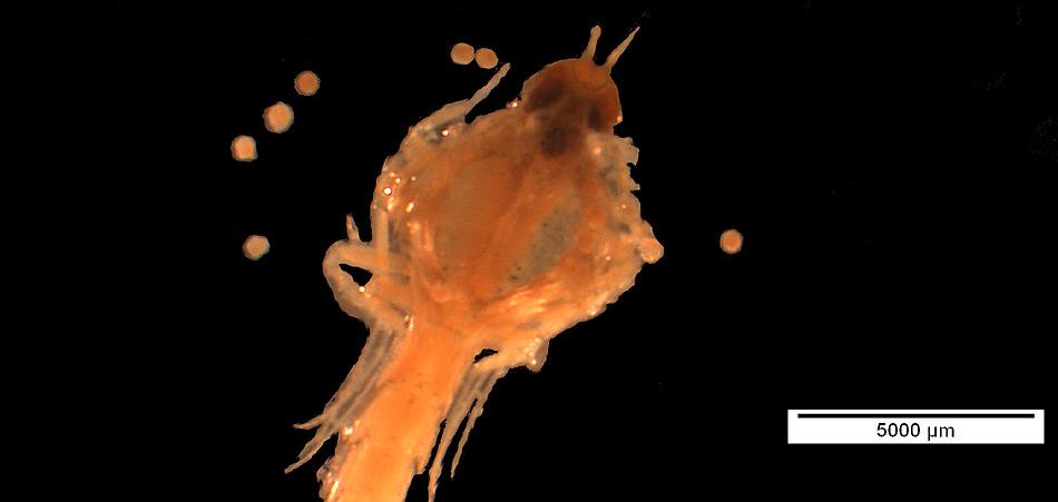 Beispielfunde aus den Probenbehältern: Ein Weibchen des atlantischen Flohkrebses Themisto compressa mit prall gefüllter Bruttasche. Foto: Angelina Kraft, AWI