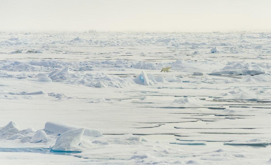 Das arktische Meereis ist in den letzten 40 Jahren um mehr als die HÃ¤lfte geschrumpft. Dies hat einen groÃen Einfluss auf das Klima, die Albedo und das arktische Ãkosystem, einschliesslich EisbÃ¤ren. Daher ist es enorm wichtig, die zukÃ¼nftige Entwicklung der Meereisbedeckung zu verstehen und korrekt vorherzusagen. Bild: Katja Riedel