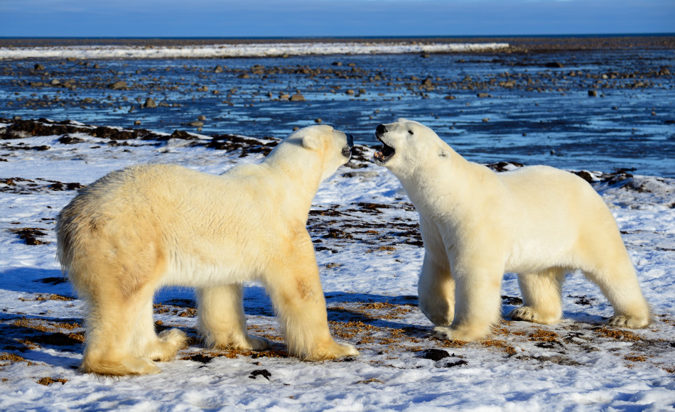 Die Zukunft fÃ¼r EisbÃ¤ren und andere Bewohner der Arktis sieht dÃ¼ster aus gemÃ¤ss den Resultaten der fÃ¼nfjÃ¤hrigen Studie, die dem Arktisrat vorgelegt wurde. Bild: Michael Wenger