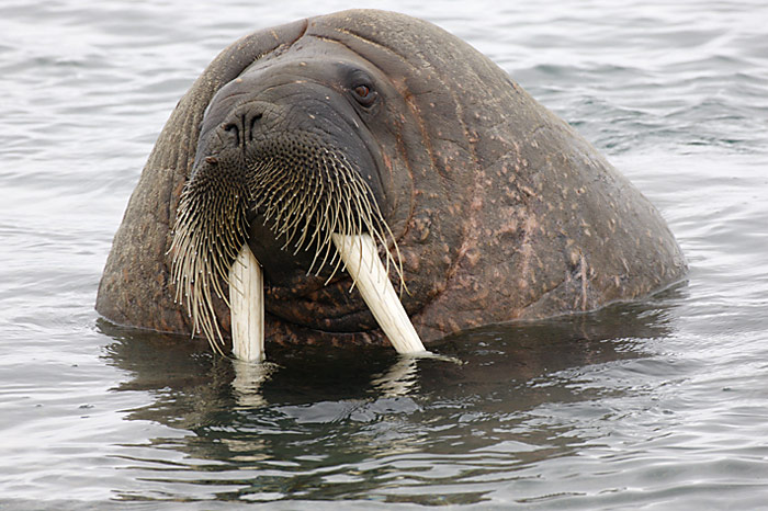 042_spitzbergen_2010