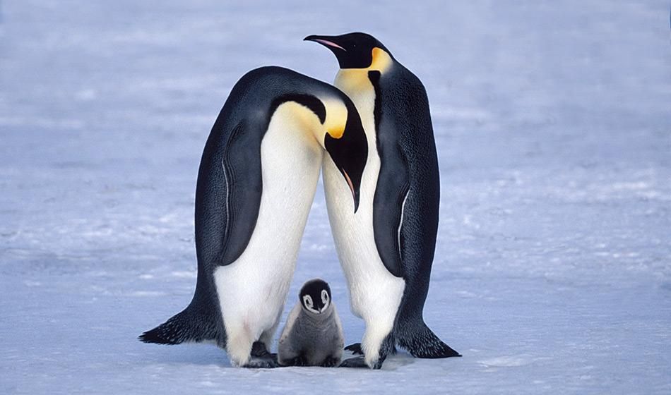 Das Rossmeer als mögliches Refugium für Kaiserpinguine während der letzten Eiszeit