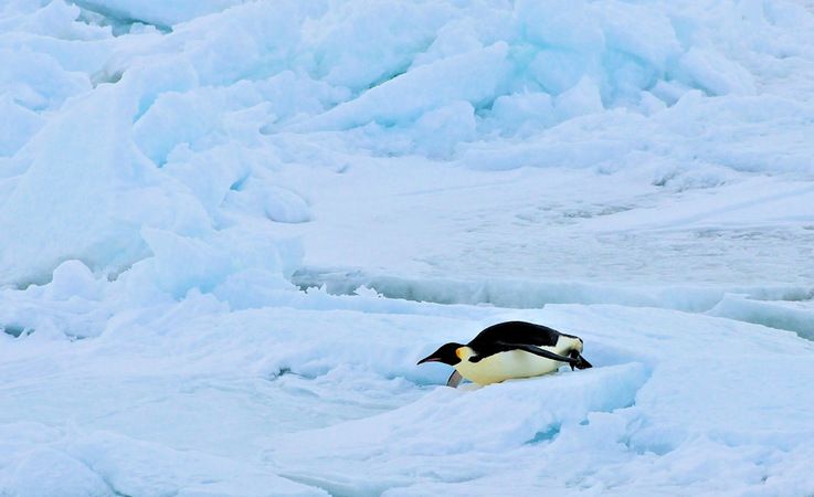 Die gru00f6ssten, modernen Pinguine sind Kaiserpinguine mit Gru00f6ssen zwischen 110 u2013 130 cm und 36 kg