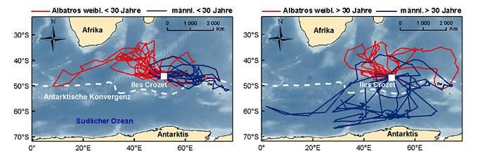 Wohin fliegen Albatrosse zur Futtersuche?